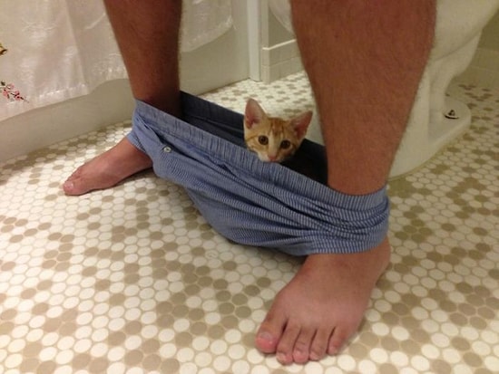 Sahiplerinin İç Çamaşırları İçinde Takılmayı Seven 20 Eğlenceli Kedi