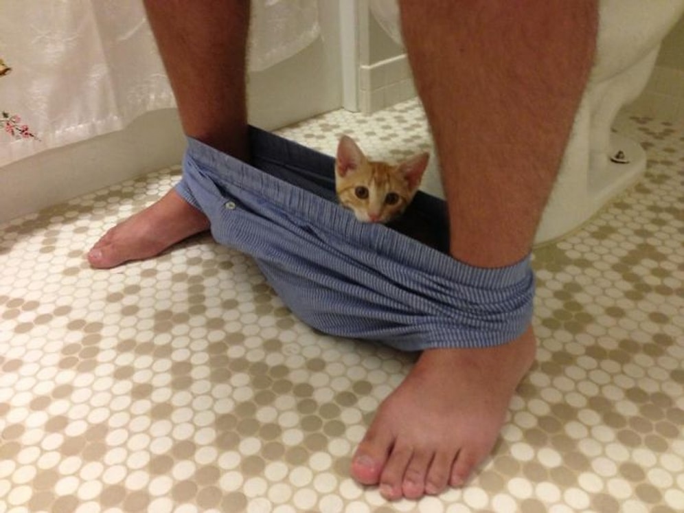 Sahiplerinin İç Çamaşırları İçinde Takılmayı Seven 20 Eğlenceli Kedi