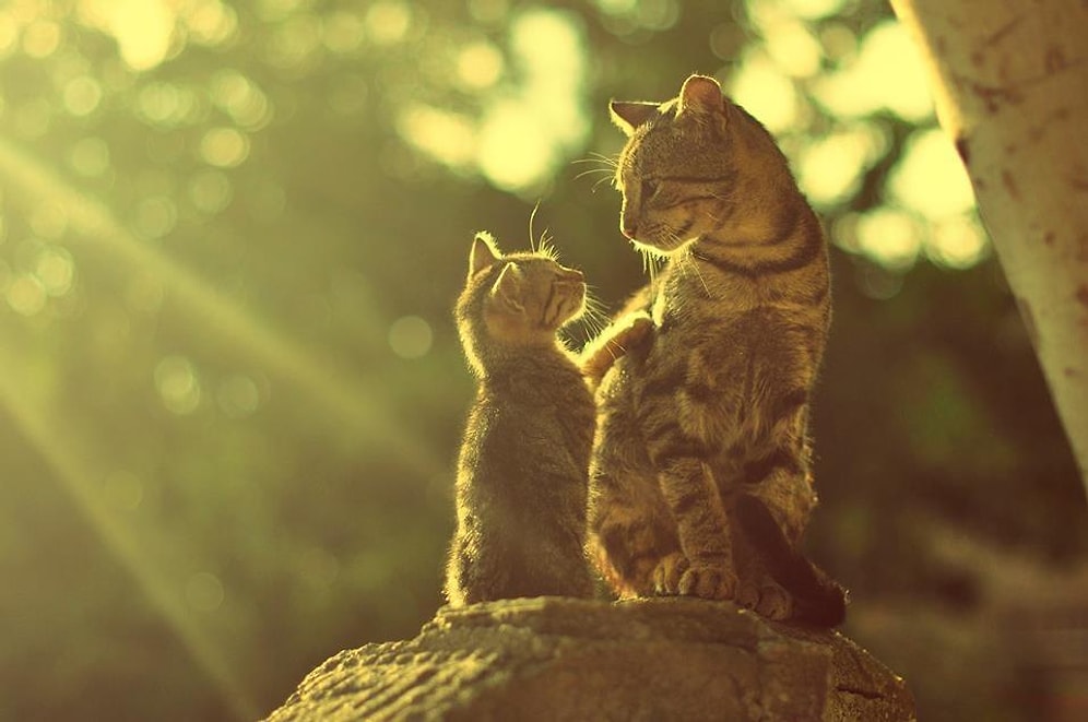 Fatih'te Kedi Olmanın 18 Farklı Hali