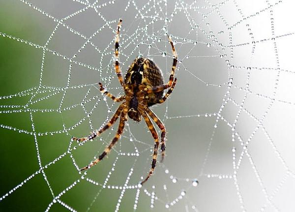 11. Aslında örümcekler sadece sıvıyla beslenebiliyorlar. O yüzden kurbanlarını yemeden önce kendi vücut sıvılarını onların içine bırakıyorlar. Kurban yumuşayınca da yiyorlar.