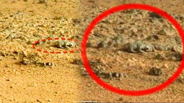 11. Mars kertenkelesi. İyi de Mars'taki hayvanların Dünya'dakilerden farkı olmaması heyecan yaratmıyor. Uçan kertenkele falan bekliyor insan.