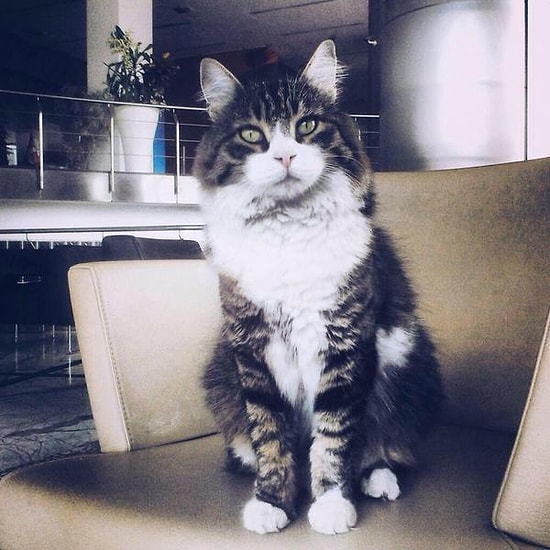 CHP'nin Kedisi Şero Seçim Kampanyası Başlattı