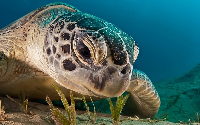 500px Listesine Girmiş Enfes Güzellikte 45 Harika Sualtı Fotoğrafı