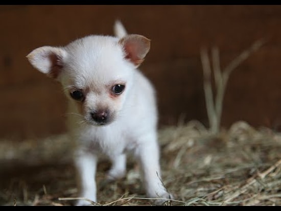 Милый щенок играет с козлятами