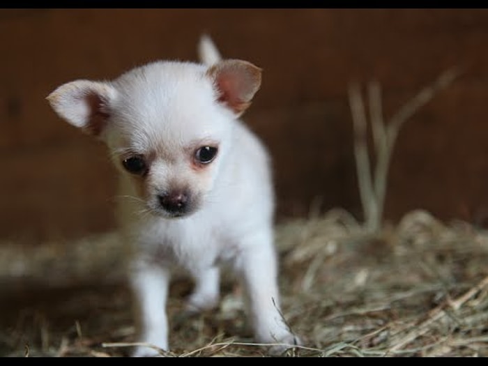 Sevimli Yavru Köpeğin İki Yavru Keçiyle Oynaması