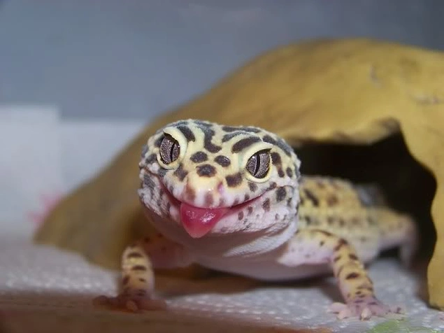 These 25 Photos Of Geckos Smiling Will Make Your Day Onedioco - 