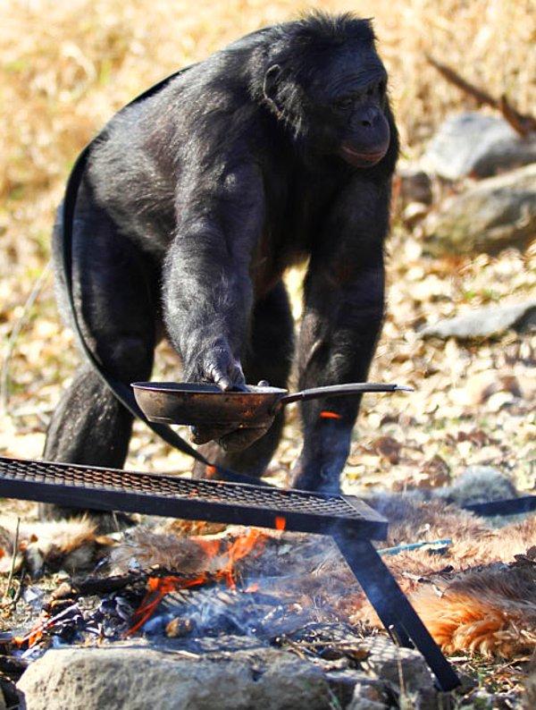 Maymunun baş eğitmeni ve bonobolarla dil araştırmasını yürüten uzman Dr. Sue Savage-Rumbaugh, Kanzi'nin kendi isteğiyle ateş yaktığını söylüyor ve ekliyor: