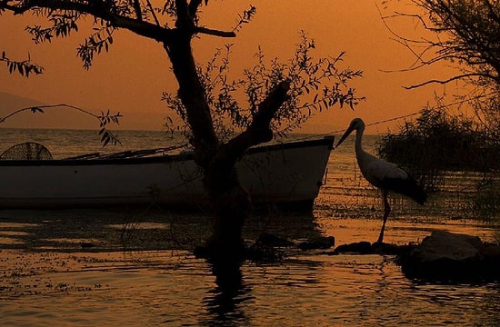 Baharı Getirip Yaza Eşlik Eden Leylekler Dönüş Yolunda: 22 Kare İle Göç