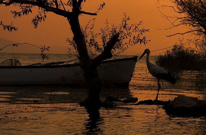 Baharı Getirip Yaza Eşlik Eden Leylekler Dönüş Yolunda: 22 Kare İle Göç