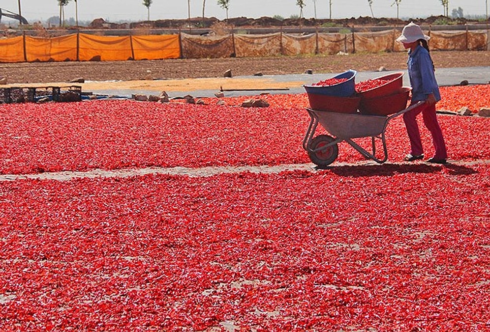 İsotun 'Acı' Yolculuğu