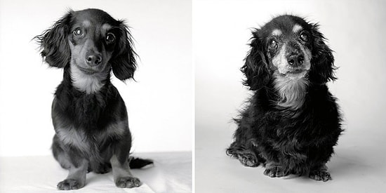 Sadece İnsanların Değil Onların da Yaşlandığı Gösteren 13 Köpekciğin Öncesi-Sonrası