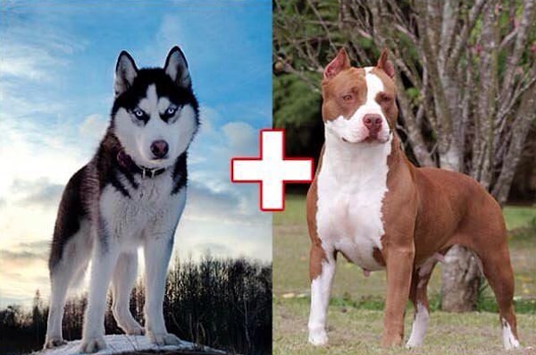 4. Sibirya Kurdu + Pitbul Görseli