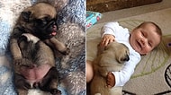 Sosyal Medyanın En Genç Fenomeni: Oyuncak Yerine Yavru Puglarla Oynayan Minnoş Bebek