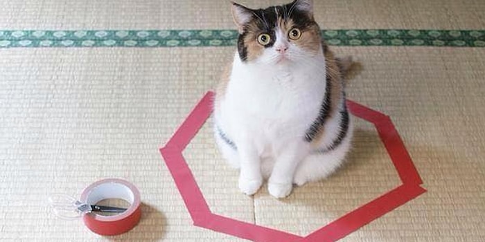 Yepyeni Minnoş Akım: Kedi Çemberi