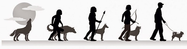 Köpekler kendi oluşturduğumuz Yapay Seçilim'in bir parçasıydı.