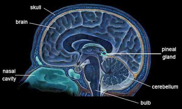 2. Bu madde insanda, beyinde bulunan epifiz bezi tarafından üretiliyor.