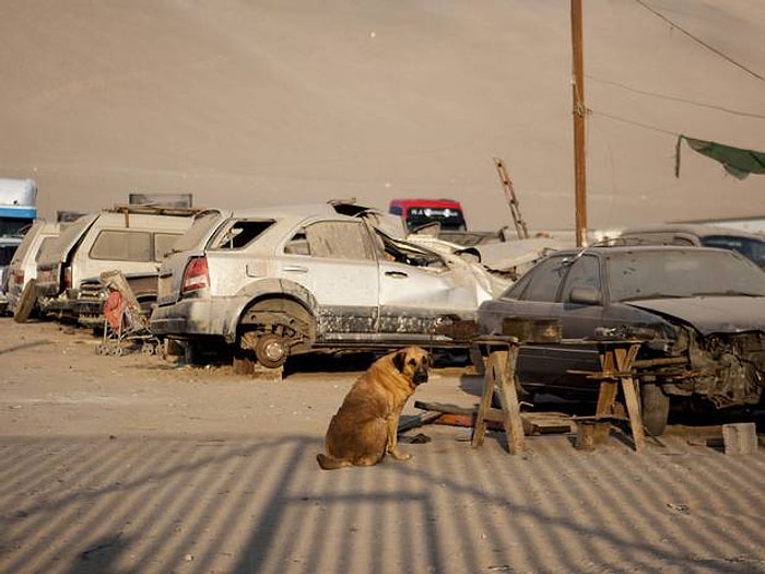 Köpek Tarafından Emzirilen İki Yaşındaki Çocuk Kurtuldu