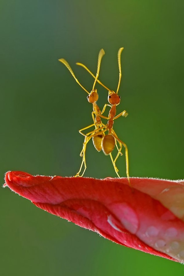 10. Tango Yapan Karıncalar