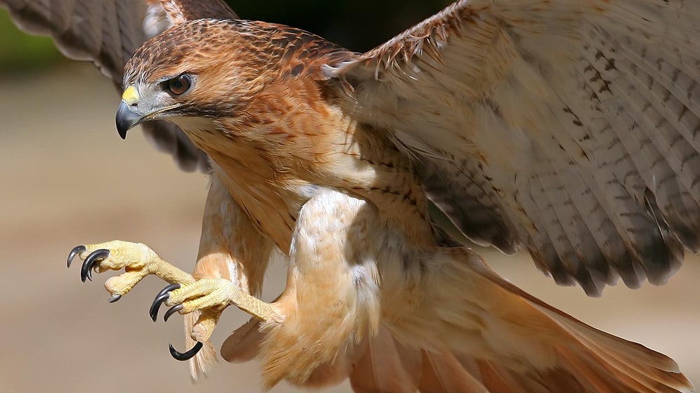 Ne Kadar Keskin Görüşlü Olduğunu Ölçüyoruz!