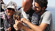 Botun Üstünde Yunanistan'a Göçerken Kedilerini de Yanlarında Götüren Suriyeli Mülteci Aile