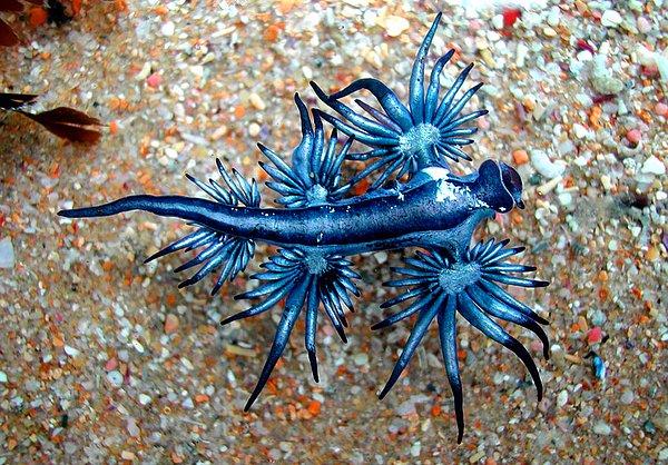 1. Mavi Melek (Glaucus Atlanticus)