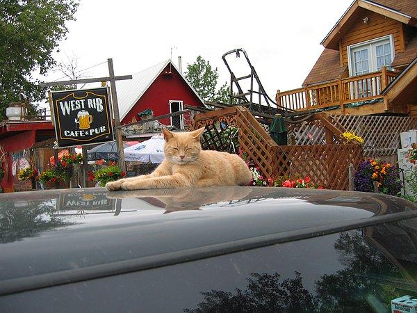 ABD'de daha önce de Alaska eyaletinde bir kedi, belediyenin onursal başkanı seçilmişti.