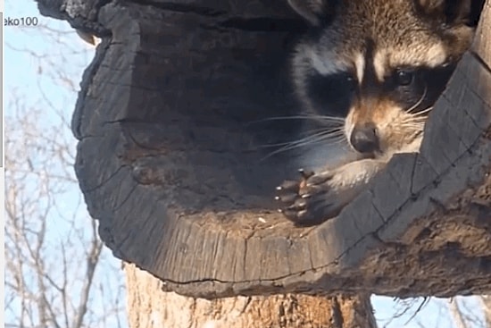 Aşırı Sevimli Rakunların Samimi En İyi 10 Anı