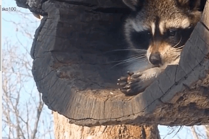 Aşırı Sevimli Rakunların Samimi En İyi 10 Anı