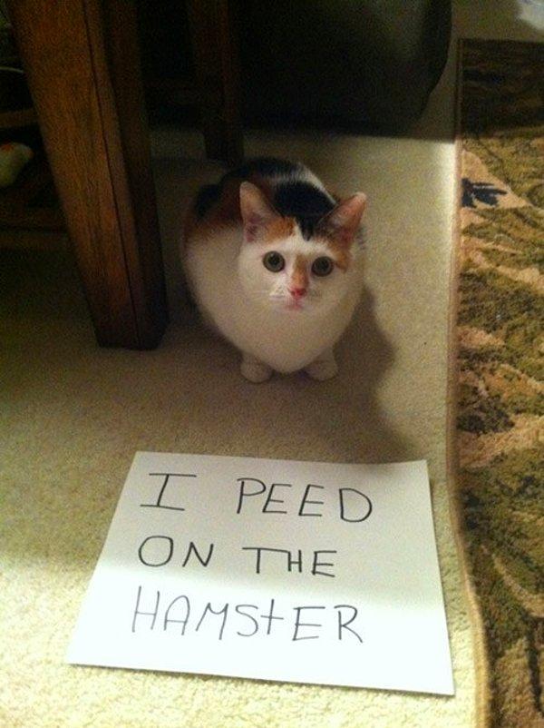 1. ''Hamsterın üstüne işedim.''