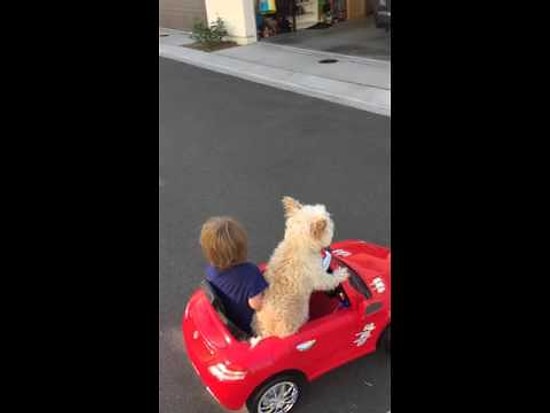 Малыш путешествует на машине со своим лучшим другом