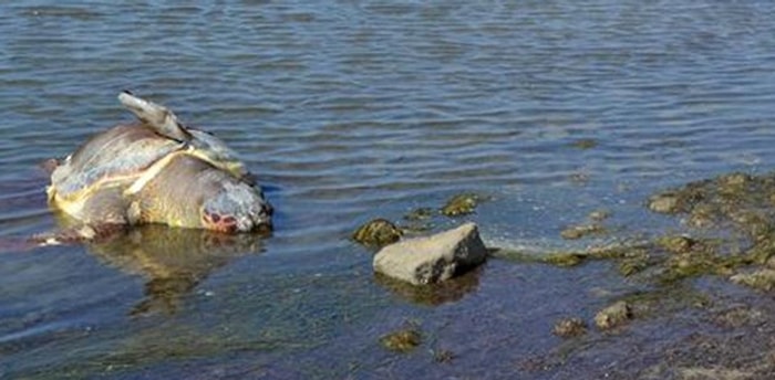 Caretta Caretta'ya Ateş Edip Öldürmüşler...