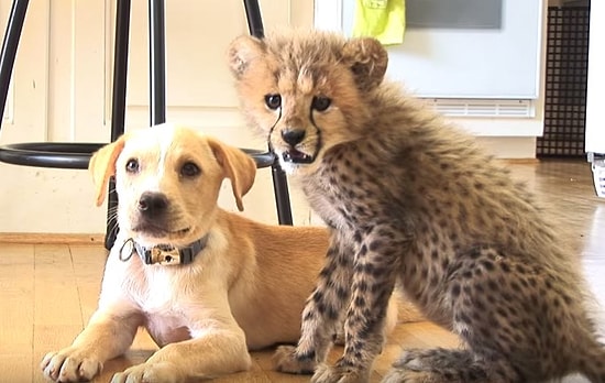 Çita ve Yavru Köpeğin Sımsıcak Arkadaşlığı