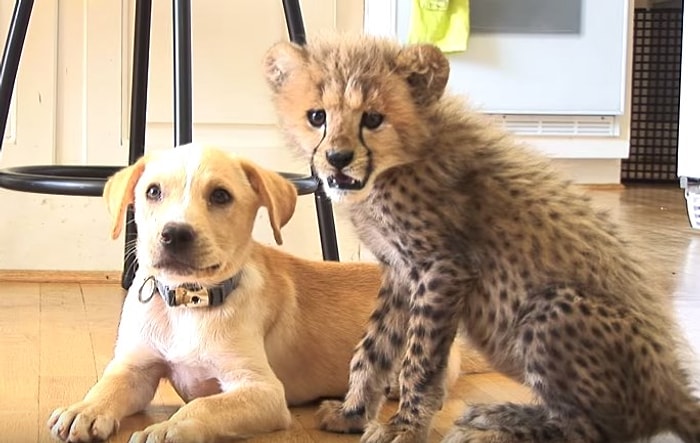 Çita ve Yavru Köpeğin Sımsıcak Arkadaşlığı