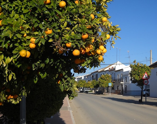 They have olives, oranges, wheat, broccoli and much more vegetable range available to grow.