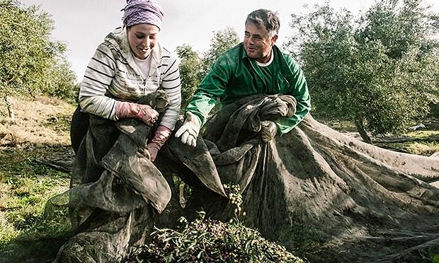 Farmers run these farms and free-range lands.