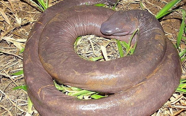 36. Водный червяк (Atretochoana)