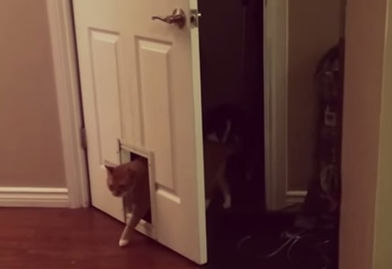 "Kendi Kapımı Kendim Açarım" Diyen İsyankar Kedi