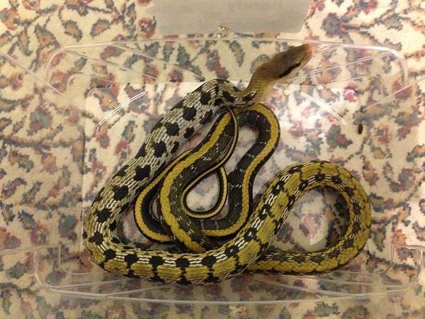 10. Güzel fare yılanı (Elaphe taeniura fresei)