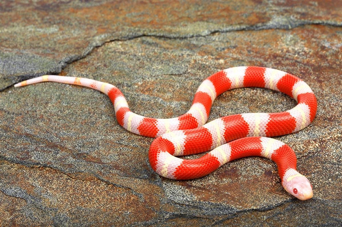 Белые змеи ядовитые. Молочная змея Нельсона Albino. Молочная змея Нельсона Albino (Lampropeltis Triangulum nelsoni). Королевская змея Нельсона (альбинос). Королевская молочная змея альбинос.