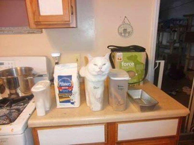 13. A cat showing us its liquid form