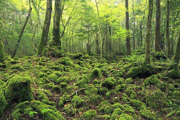 2. Aokigahara Ormanı - Japonya