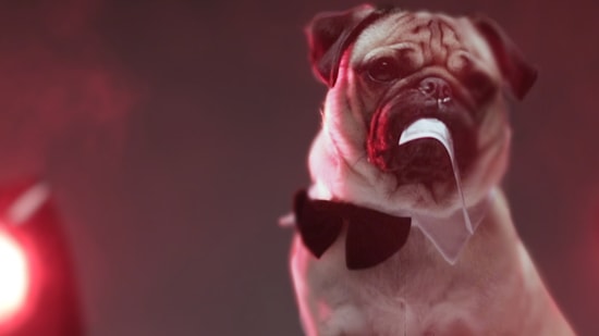 Seksi Cadılar Bayramı Kıyafetlerini Deneyerek Sevimlilik Patlaması Yaşayan Pug