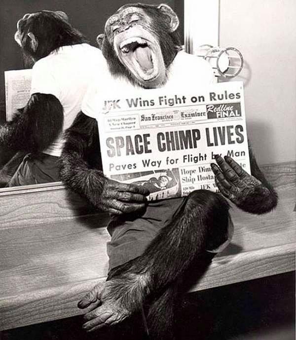 7. Uzay yolcuğu sonrası hayatta kalmayı başaran Enos isimli bir şempanzenin bu olayı haber yapan bir gazeteyle poz vermesi, 1962.