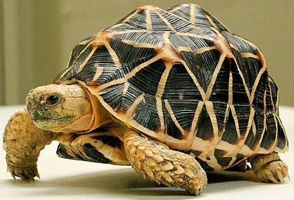 8. Hint yıldız tosbağası (Indian star tortoise)