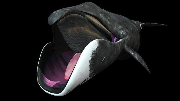 1. Moby Dick'in yayımlanmasından yalnızca 30 sene sonra, bir grup Alaskalı balina avcısı, dünya üzerindeki en büyük ikinci memeli olan kutup balinasını evcilleştirmeye karar verdiler.