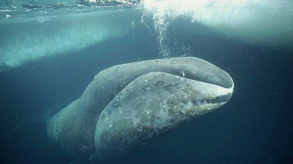 13. Aslında, kutup balinalarının devasa cüsselerinin onları kansere karşı daha savunmasız yapması gerektiği düşünülebilir.