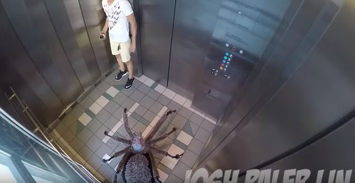 Karşılarına Çıkan Dev Örümcekle Sevimsiz Bir Şakaya Maruz Kalan İnsanlar