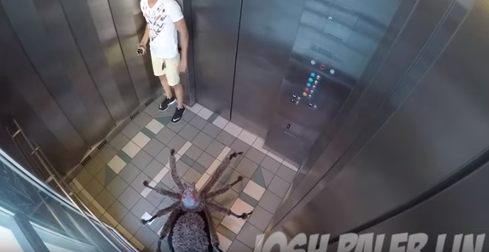 Karşılarına Çıkan Dev Örümcekle Sevimsiz Bir Şakaya Maruz Kalan İnsanlar