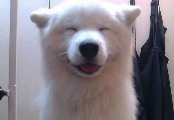 12. Ну чем вам не мягкая игрушка с витрины магазина?