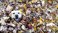 Оказывается, собаки обожают прятаться в ворохе сухих листьев!